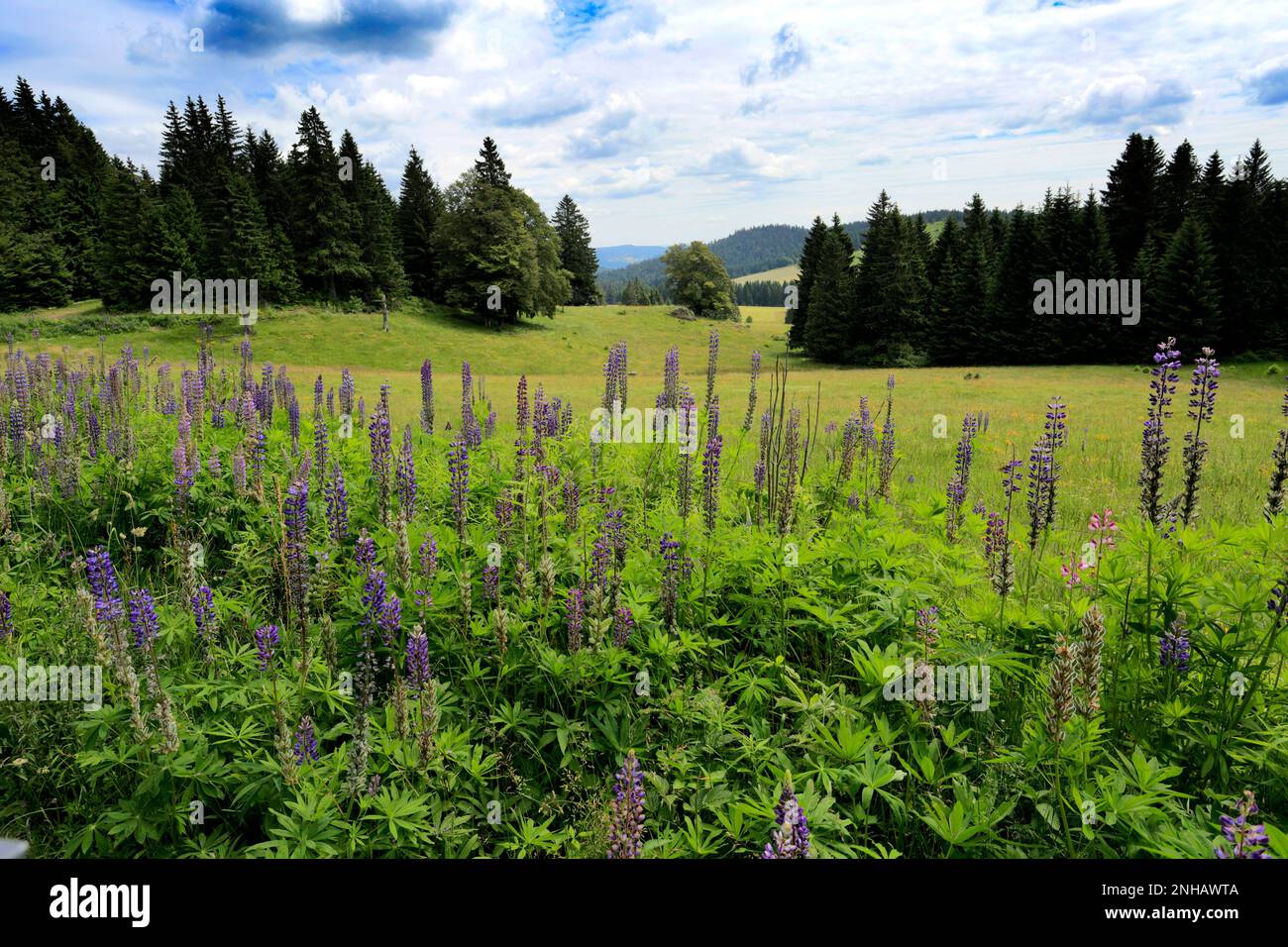 Lupino Bluebonnet (Lupinus polyphyllus), Foresta Nera vicino a Todtmoos town, Baden-Wuerttemberg, Germania, Europa Foto Stock