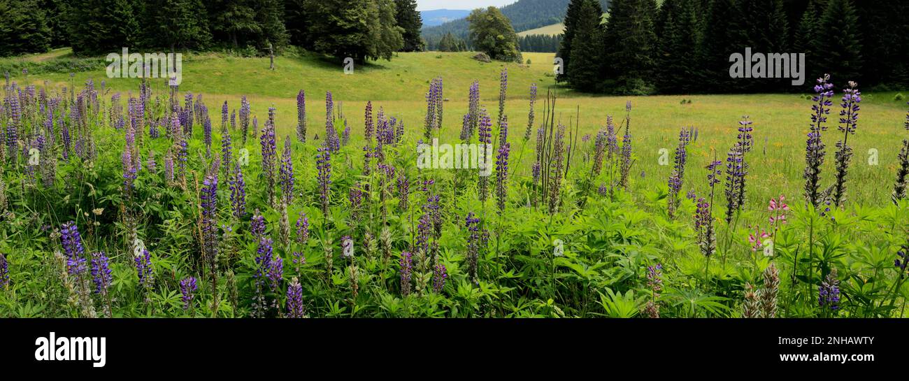 Lupino Bluebonnet (Lupinus polyphyllus), Foresta Nera vicino a Todtmoos town, Baden-Wuerttemberg, Germania, Europa Foto Stock