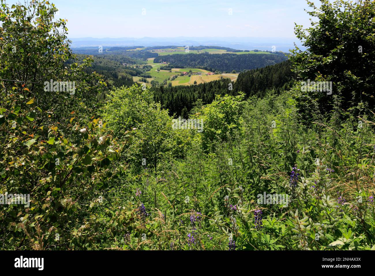 Estate vista sulla Foresta Nera vicino a Todtmoos town, Baden-Wuerttemberg, Germania, Europa Foto Stock