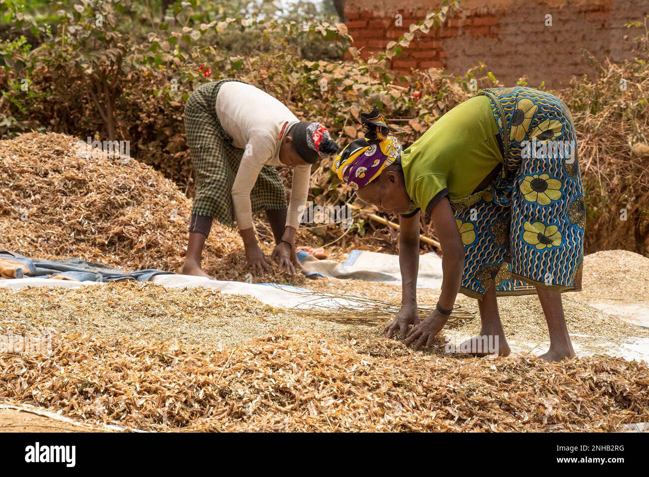 Karatu, Tanzania - 16th ottobre 2022: Due donne che puliscono i piccioni in una giornata di sole in Tanzania. Foto Stock