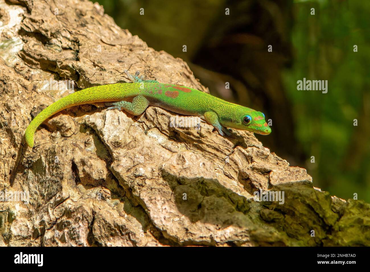 Gold-dust Day Gecko, Phelsuma laticauda, Nosy Be Foto Stock