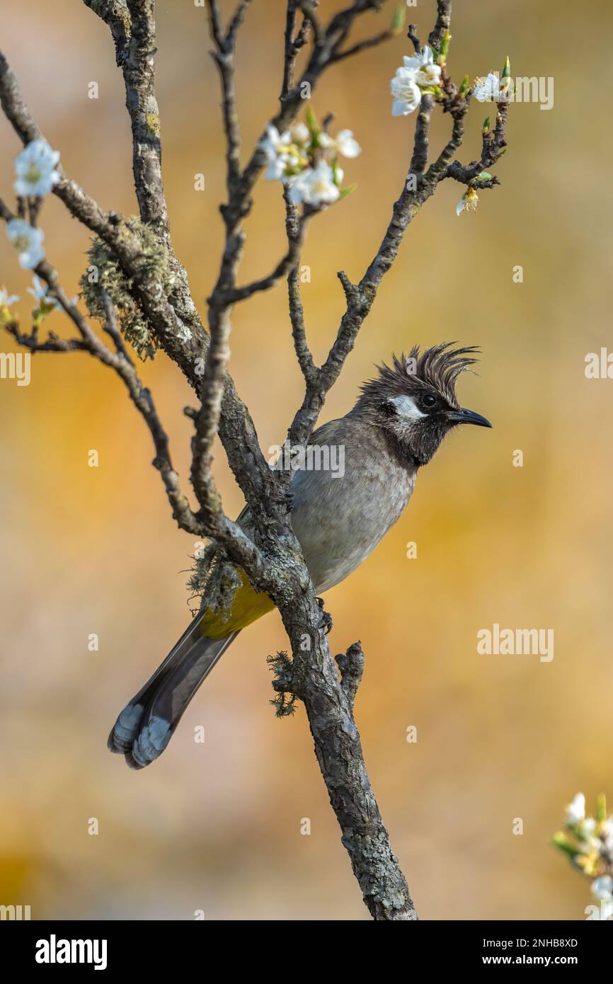 Bulbul himalayano arroccato su un persico albero di pera con fiori bianchi che crescono vicino a Sattal, Uttarakhand, india Foto Stock