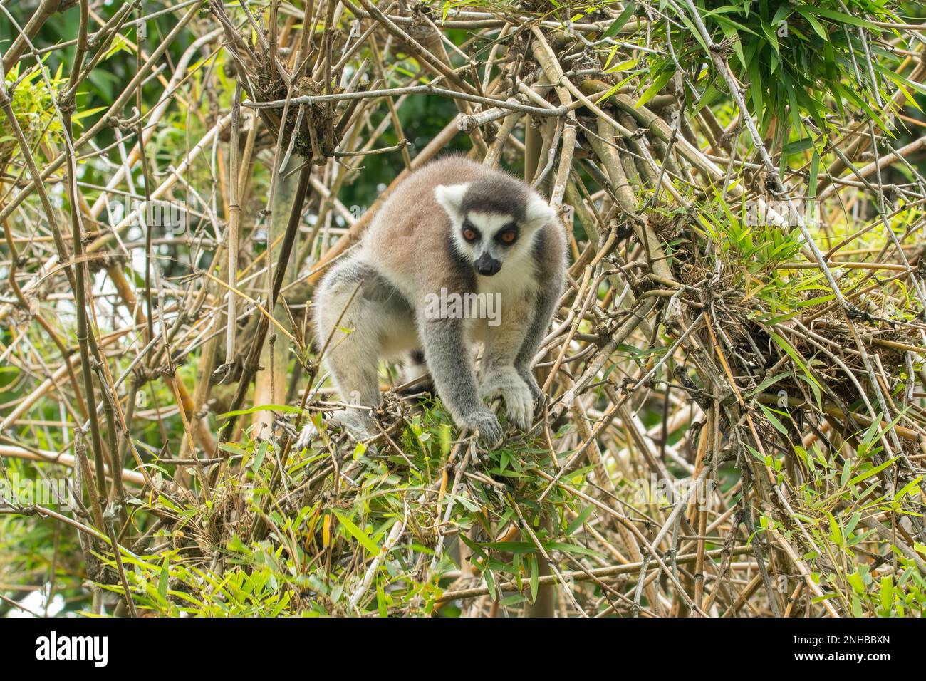 Lemur dalla coda ad anello, Lemur catta al Lemuria Sanctuary, Nosy Be Foto Stock