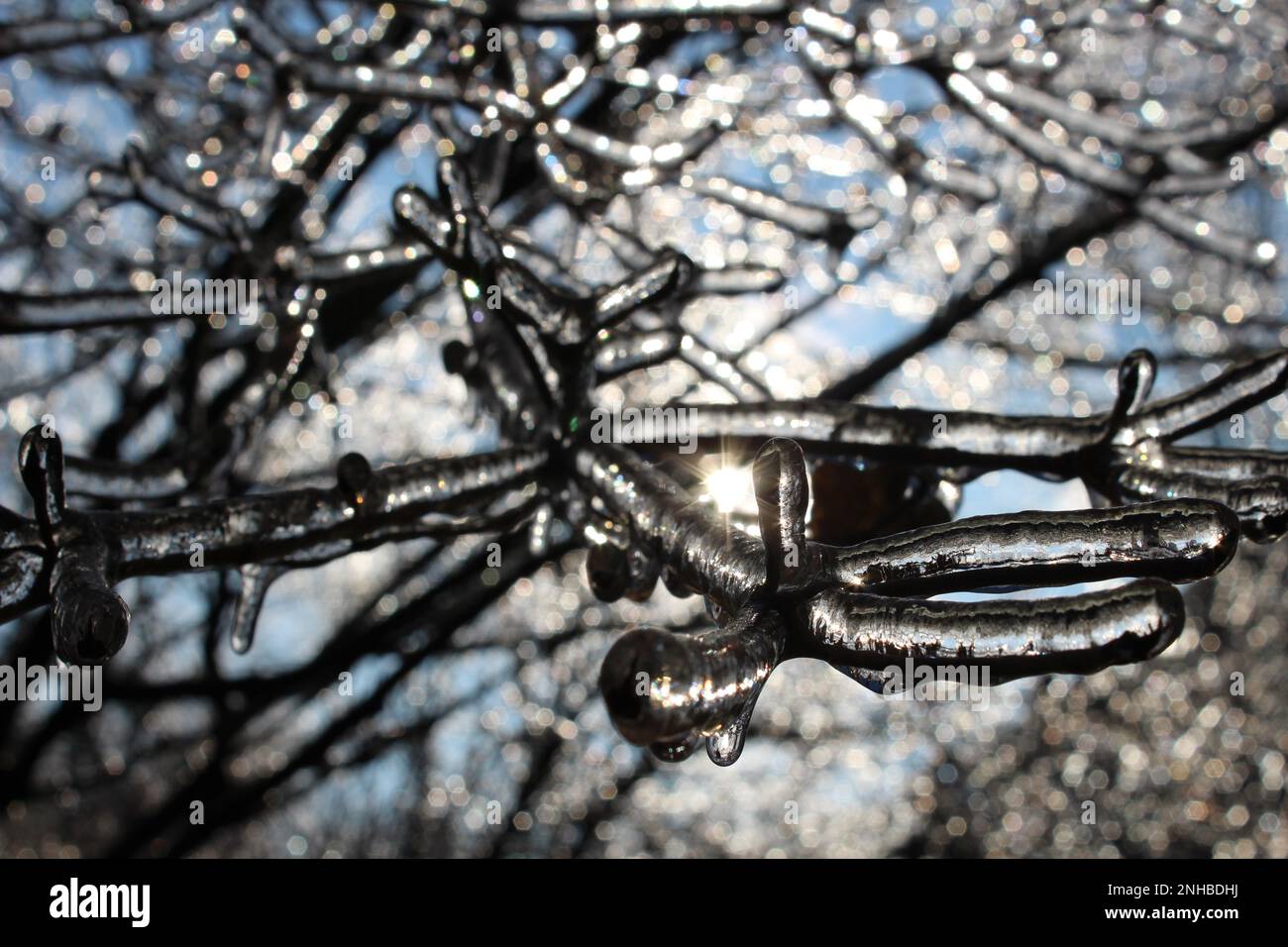 Rami di albero congelati con sole che splende attraverso Foto Stock