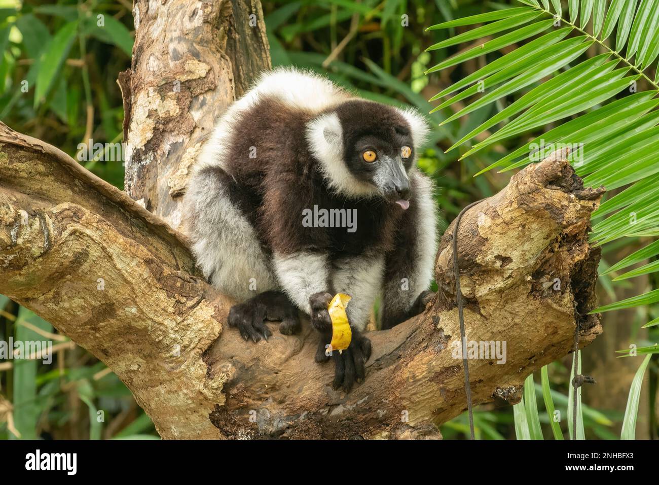 Lemur con volant bianco e nero, Varecia variegata al Lemuria Sanctuary, Nosy Be Foto Stock