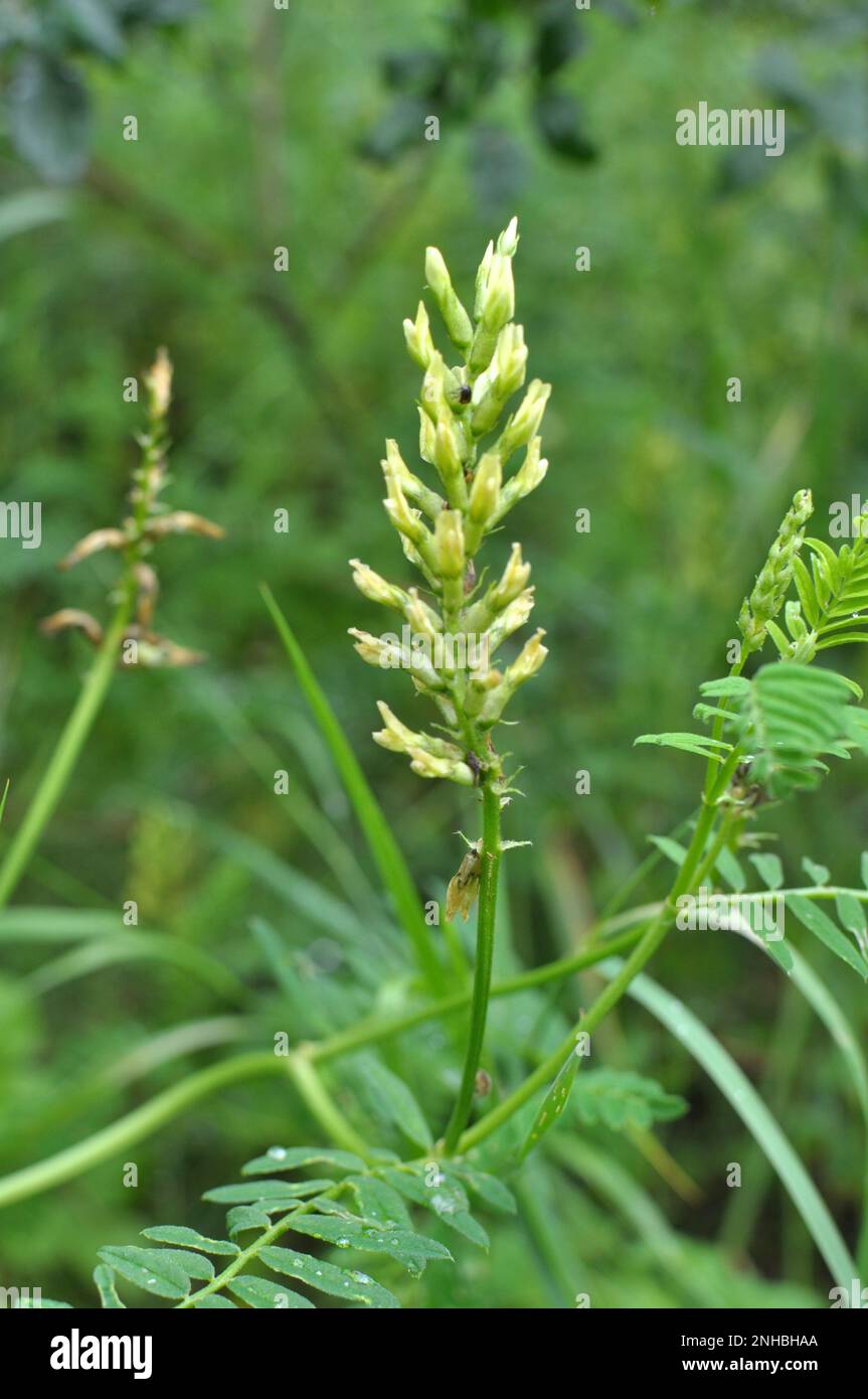 Astragalus cicer cresce tra le erbe in natura Foto Stock