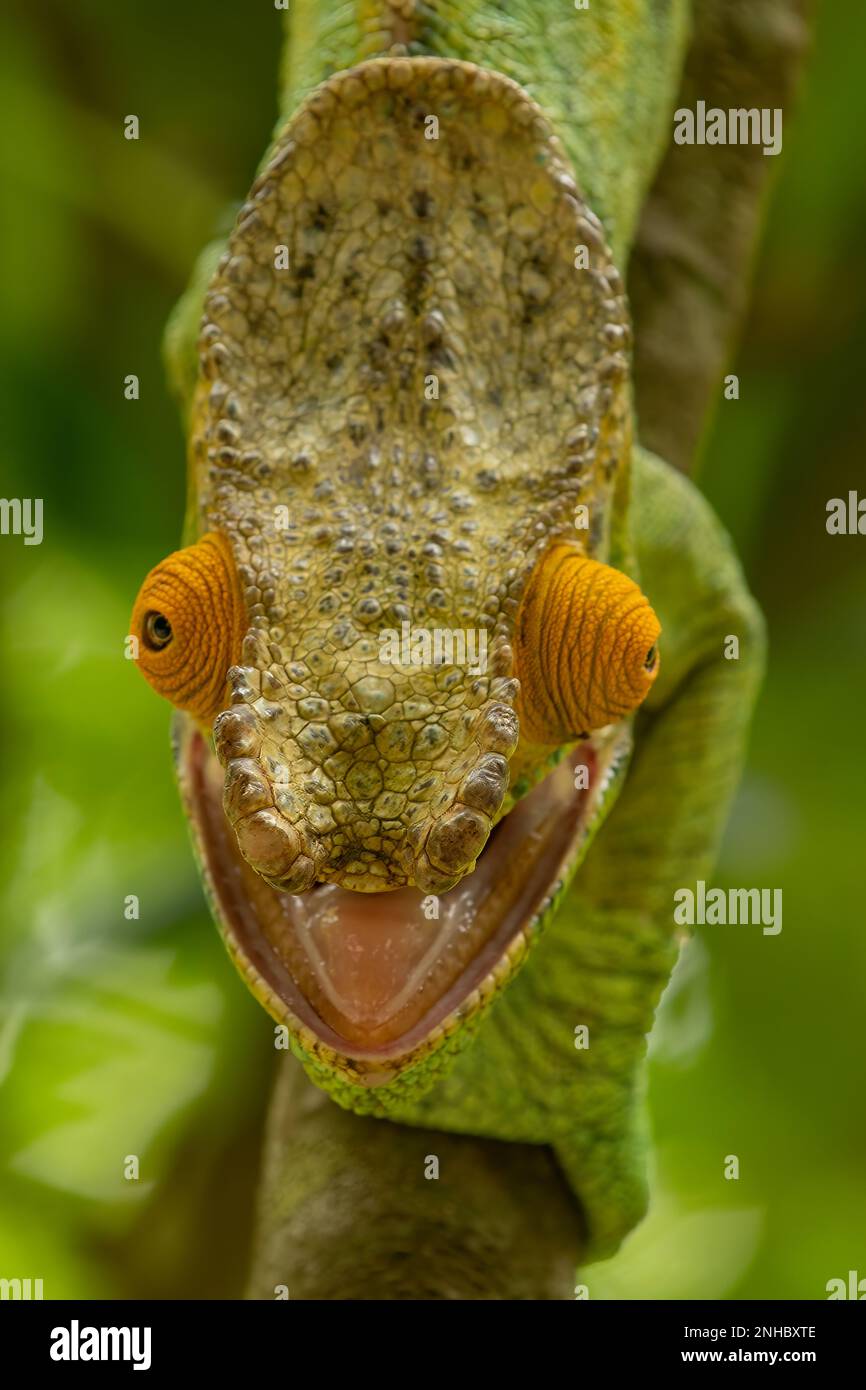 Parson's Chameleon, Calumma parsonii in Lemuria Sanctuary, Nosy Be Foto Stock