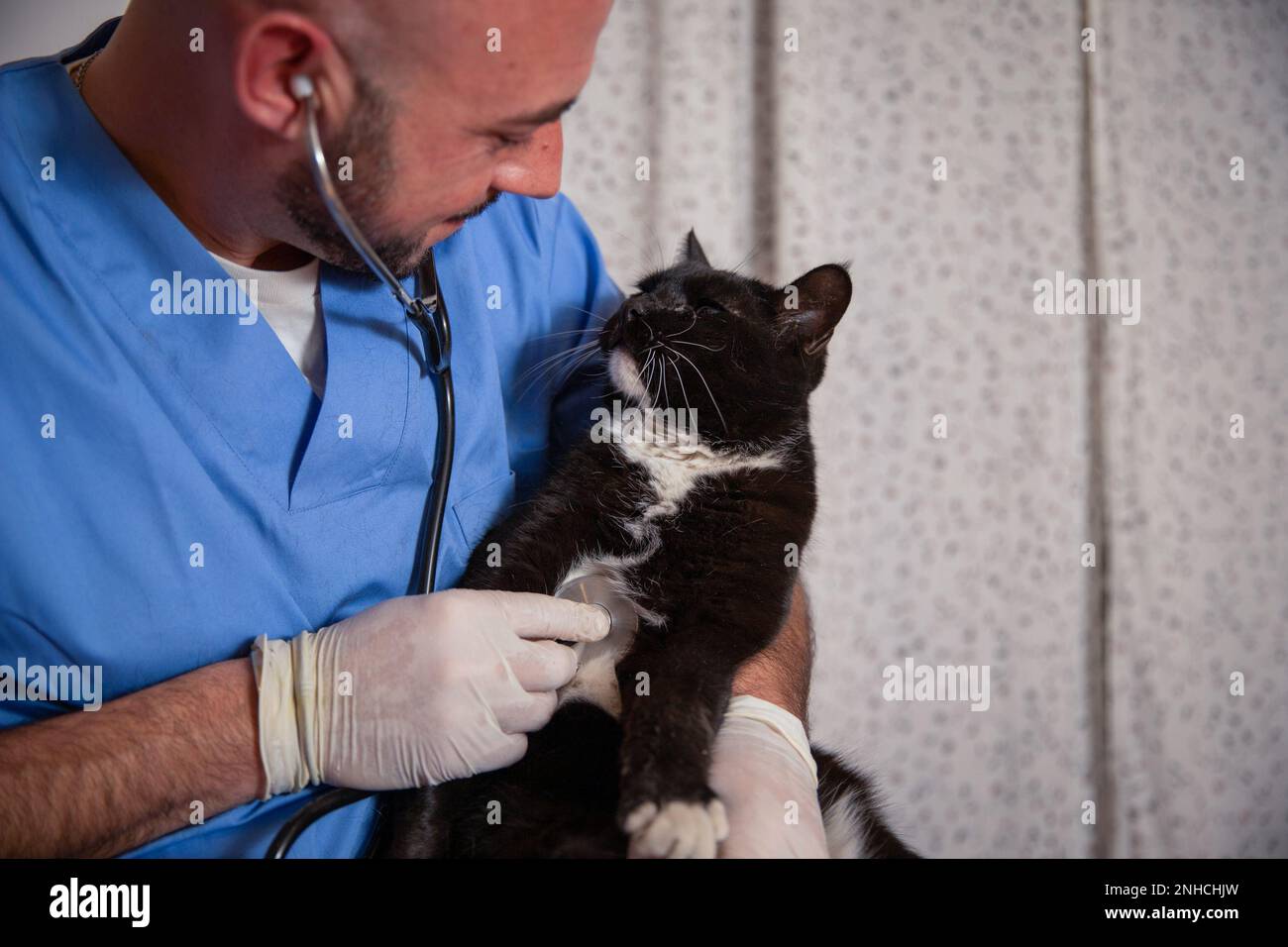 Un veterinario tiene in mano un gatto e lo esamina con uno stetoscopio. Foto Stock