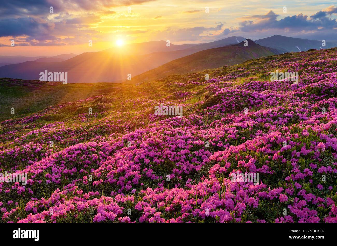 Tramonto in montagna. Paesaggio estivo. Glade di fiori rosa. Bellezza nella natura Foto Stock