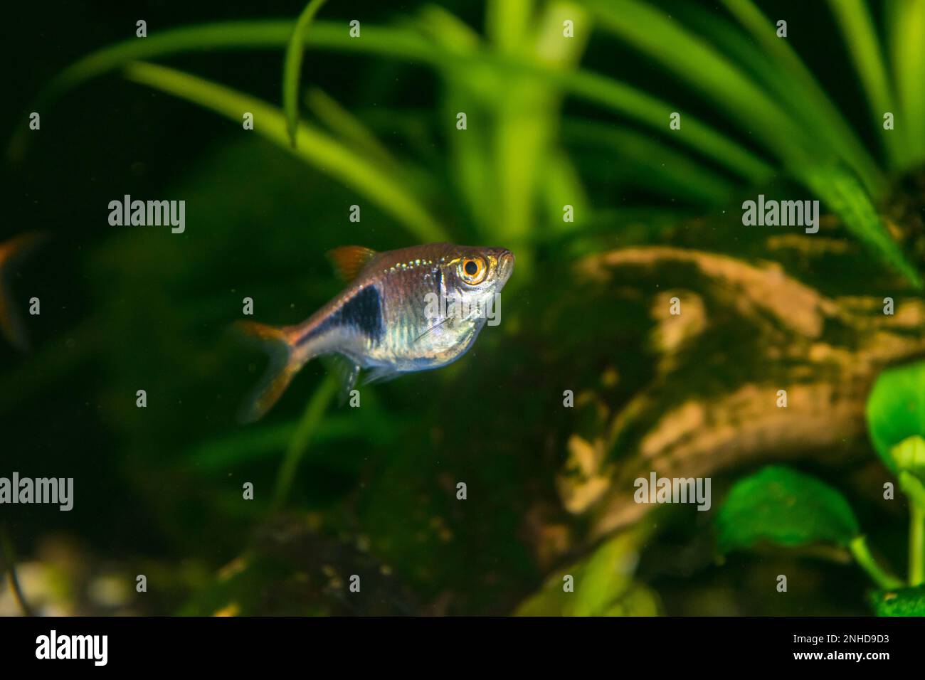 Pesci dell'acquario Raspora eteromorfa sullo sfondo di piante verdi Foto Stock