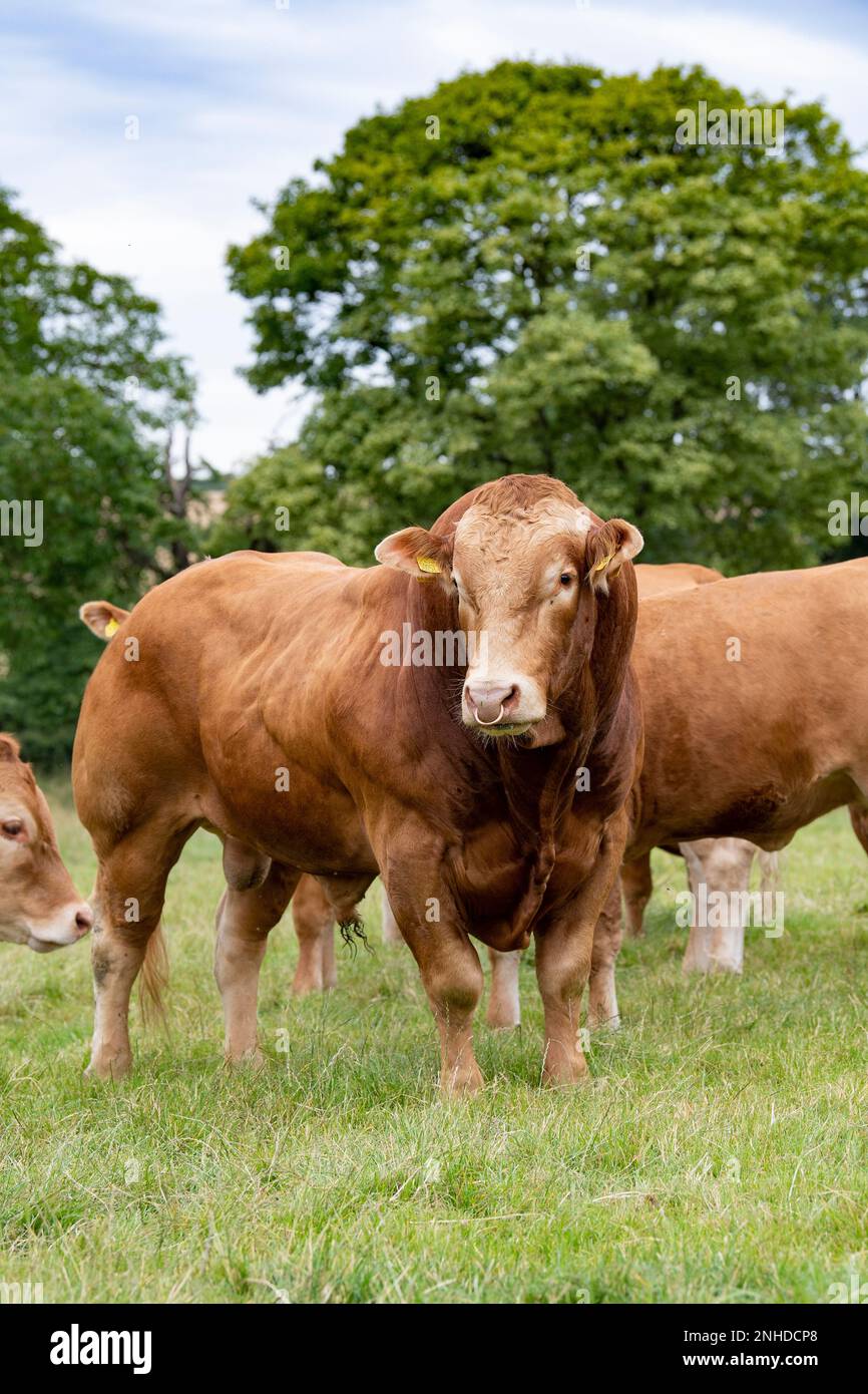 Pedigree Limousin Beef bull, una razza francese importata nel Regno Unito negli anni '70. Yorkshire, Regno Unito. Foto Stock