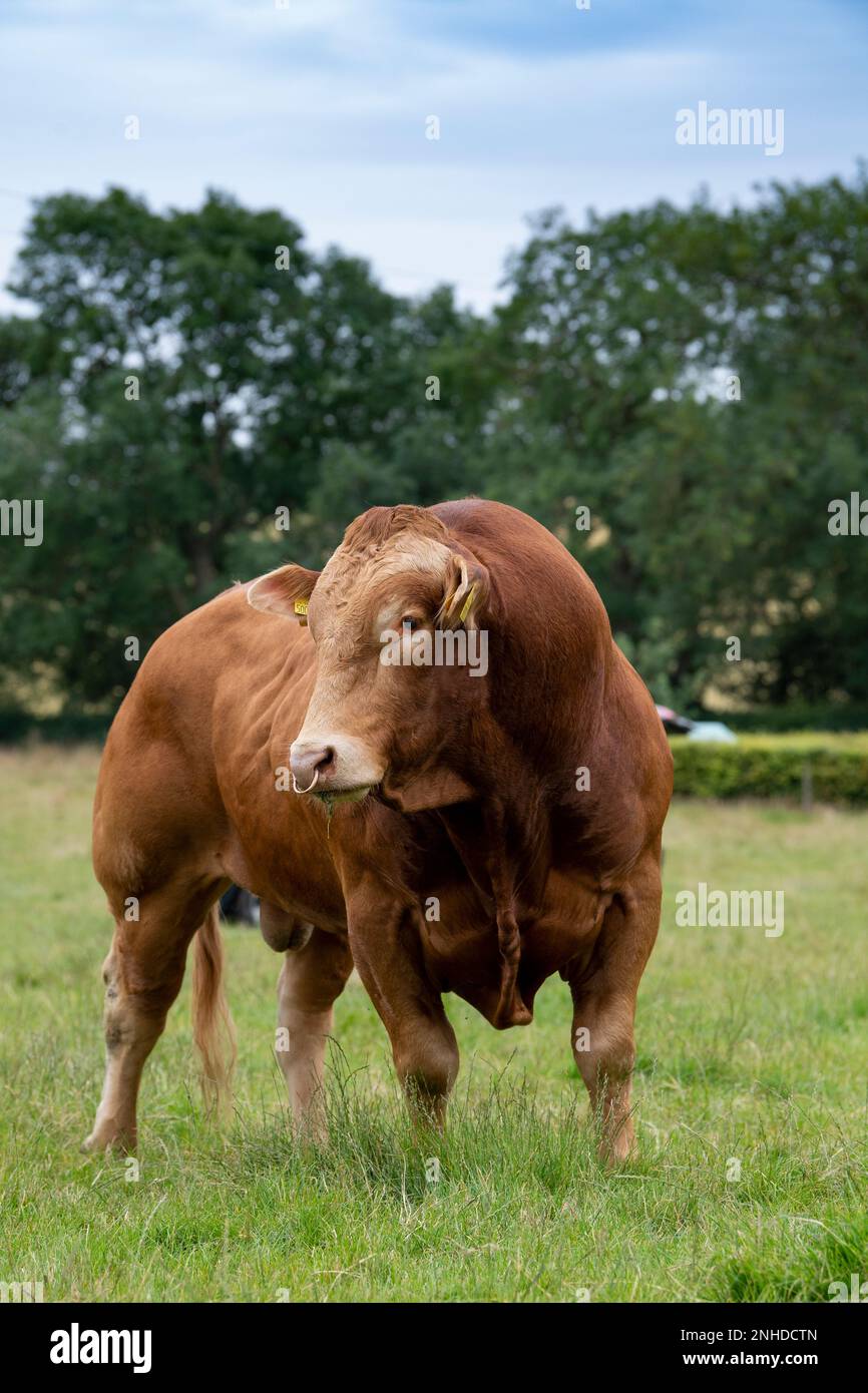 Pedigree Limousin Beef bull, una razza francese importata nel Regno Unito negli anni '70. Yorkshire, Regno Unito. Foto Stock