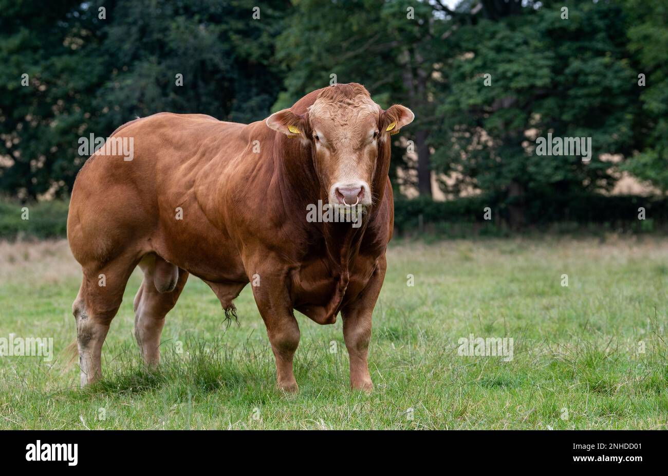 Pedigree Limousin Beef bull, una razza francese importata nel Regno Unito negli anni '70. Yorkshire, Regno Unito. Foto Stock
