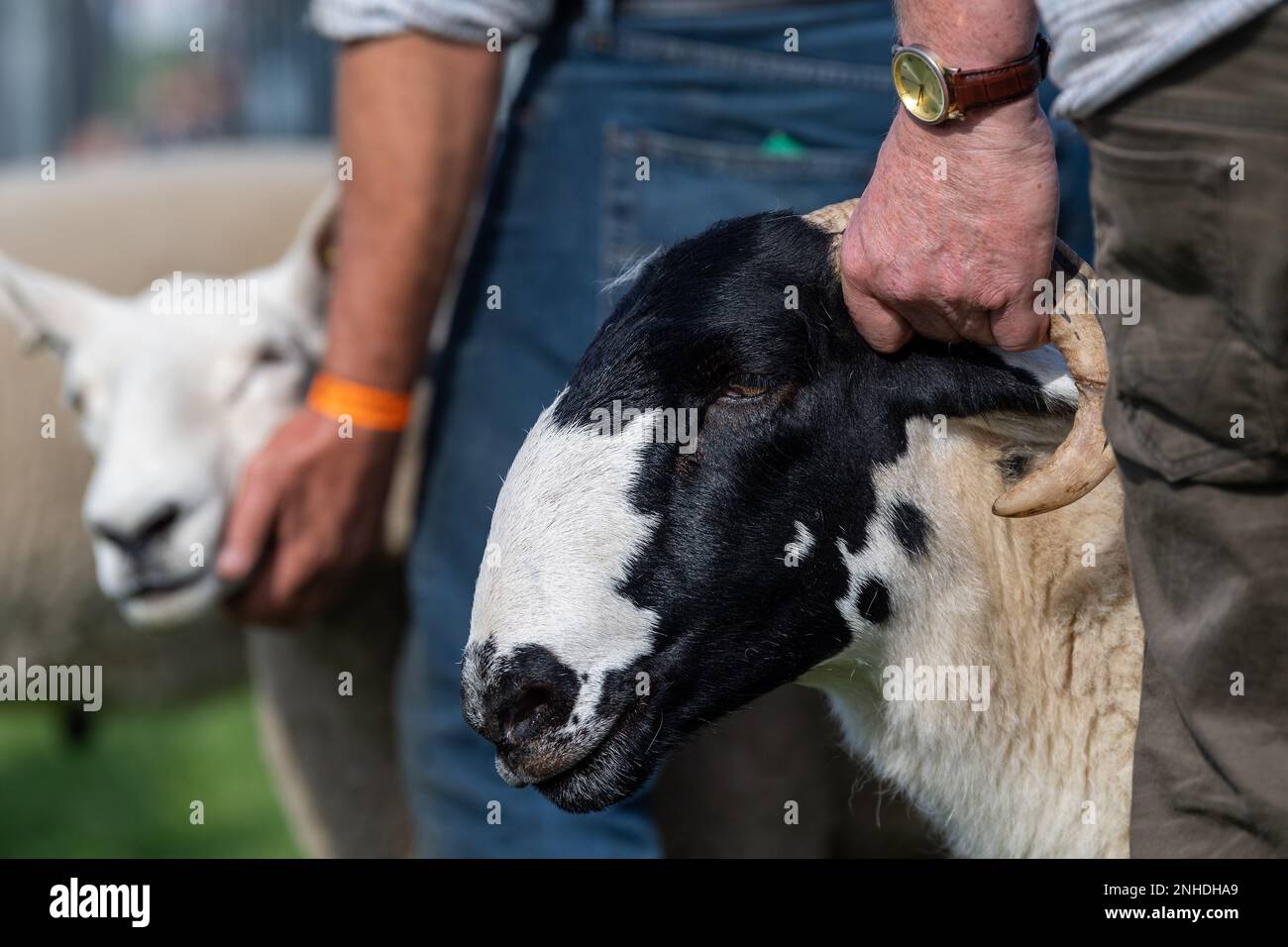 Mostra le pecore al Westmorland Show che si tiene vicino a Kendal in Cumbria nel mese di settembre. Foto Stock