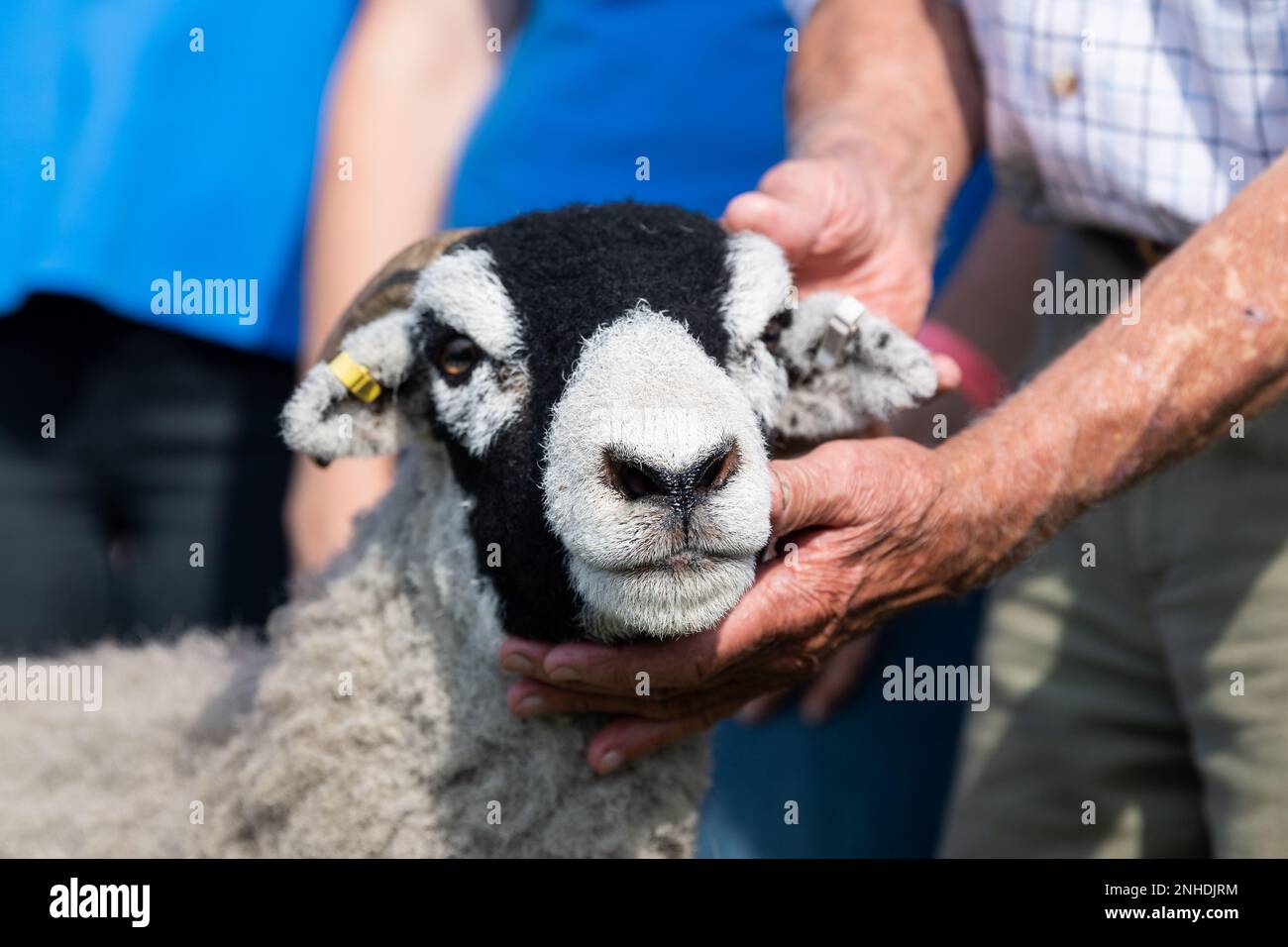 Mostra le pecore al Westmorland Show che si tiene vicino a Kendal in Cumbria nel mese di settembre. Foto Stock