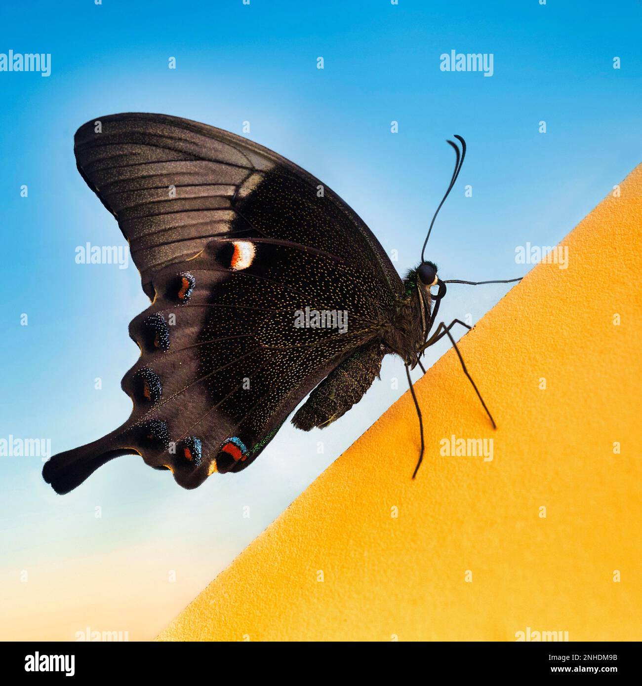 Coda di rondine di Smeraldo (Papilio palinurus), coda di rondine di Neon, prigioniera Foto Stock