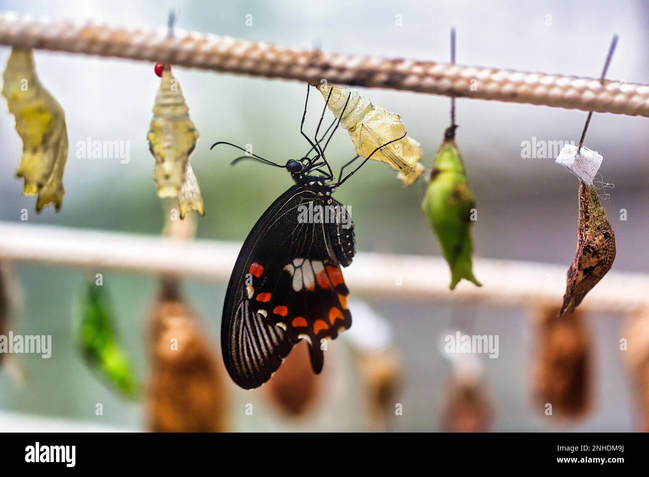 mormon comune (papilio politi), appena covato, pupae farfalla, prigioniero Foto Stock