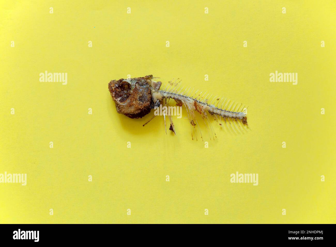 scheletro di pesce fritto su sfondo giallo primo piano Foto Stock