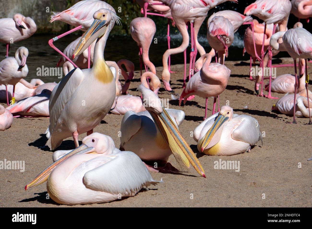 VALENCIA, Spagna - 26 febbraio : Pink Backed pellicani e fenicotteri presso il Bioparco di Valencia Spagna il 26 febbraio 2019 Foto Stock