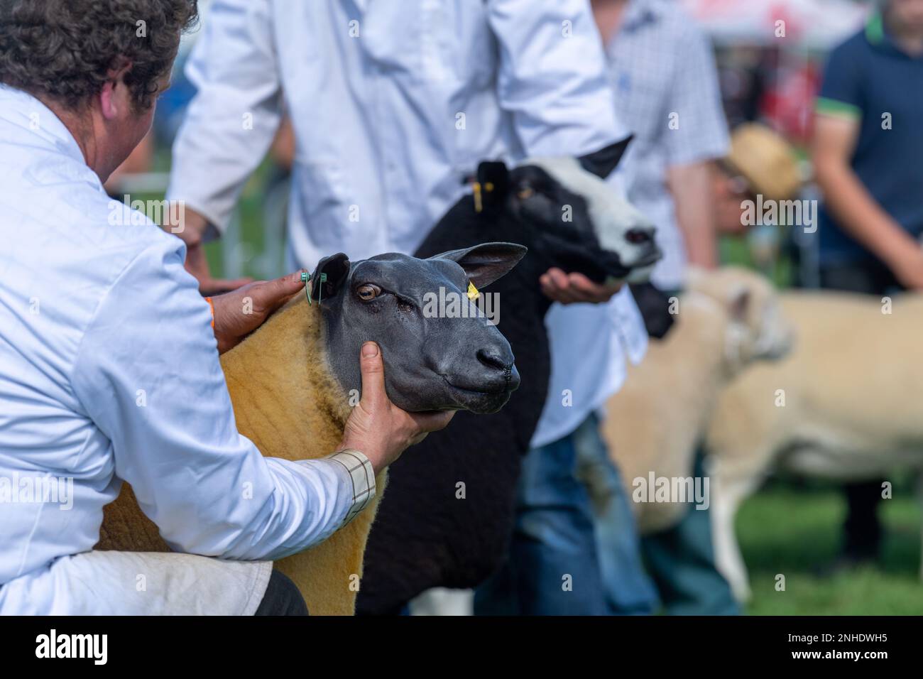 Mostra le pecore al Westmorland Show che si tiene vicino a Kendal in Cumbria nel mese di settembre. Foto Stock