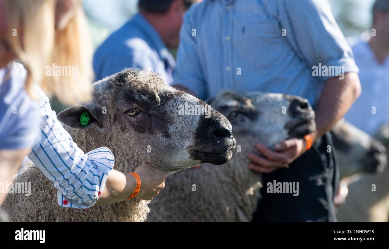 Mostra le pecore al Westmorland Show che si tiene vicino a Kendal in Cumbria nel mese di settembre. Foto Stock