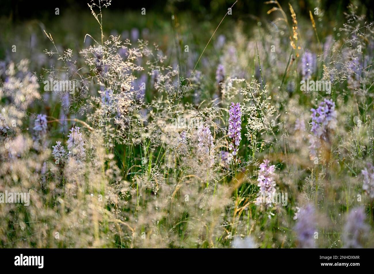 Brughiera maculata (Dactylorhiza maculata), Wankumer Heide, basso Reno, Nord Reno-Westfalia, Germania Foto Stock