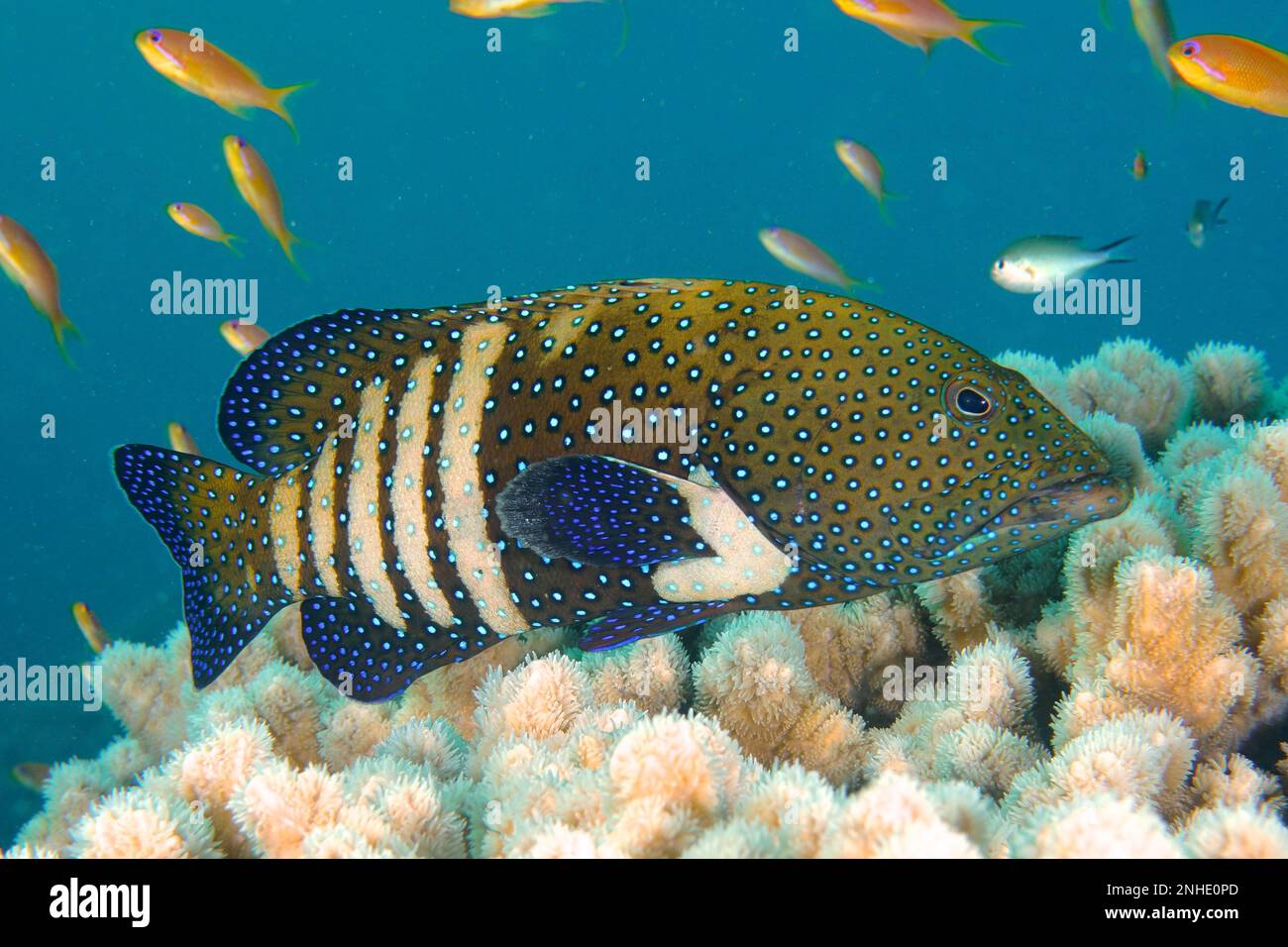 Cernia Bluespoted (Cephalopholis argus), sito di immersione della barriera corallina, Mangrove Bay, El Quesir, Mar Rosso, Egitto Foto Stock