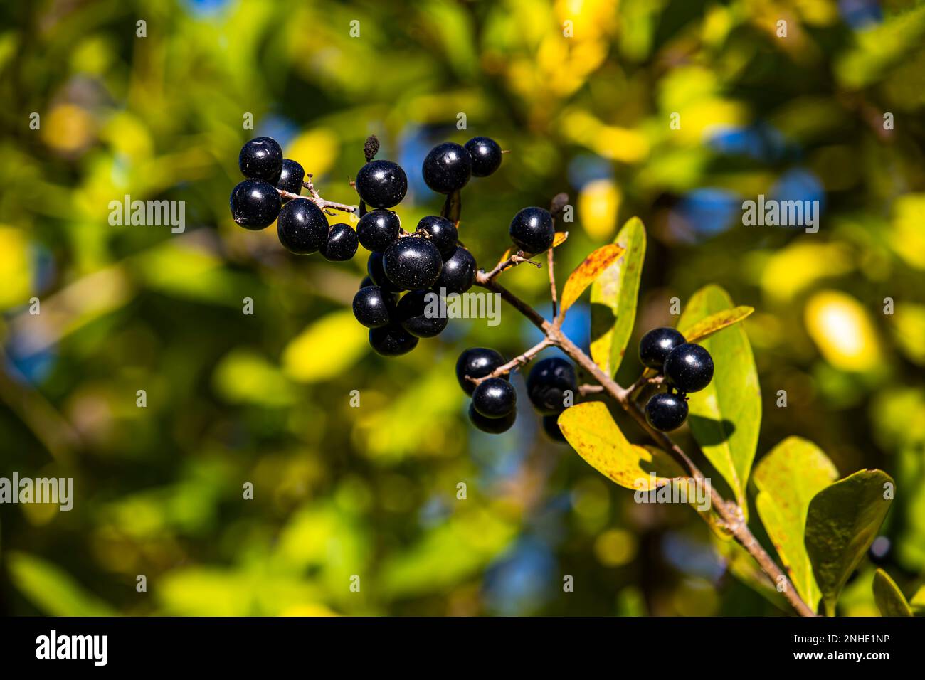 Ligustrum vulgare, raccolto di bacca nera Foto Stock