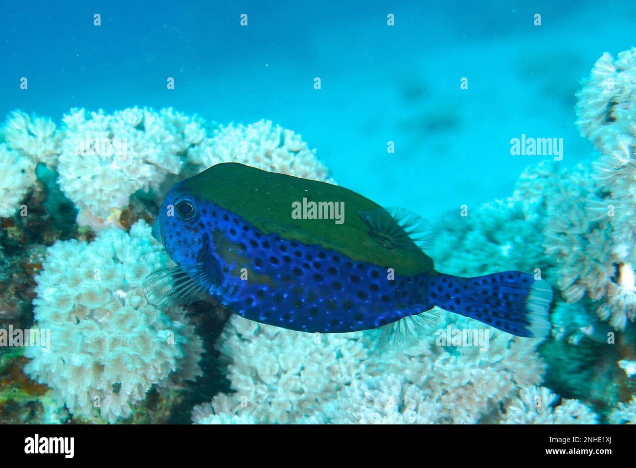 Pesce trunkfish della Bluetail (Ostracion cyanurus), sito di immersione della barriera corallina, Mangrove Bay, El Quesir, Mar Rosso, Egitto Foto Stock