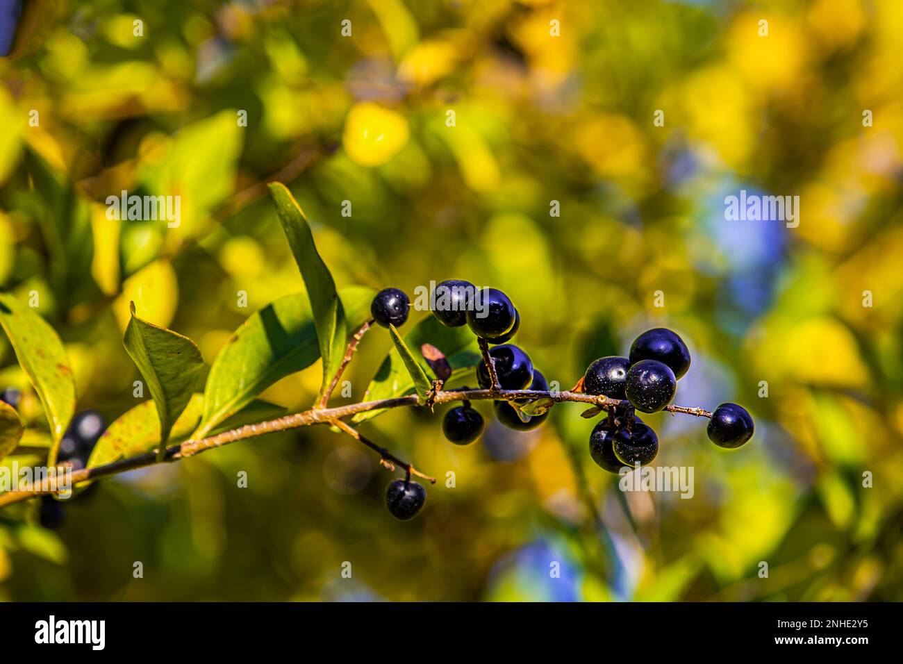 Ligustrum vulgare, raccolto di bacca nera Foto Stock