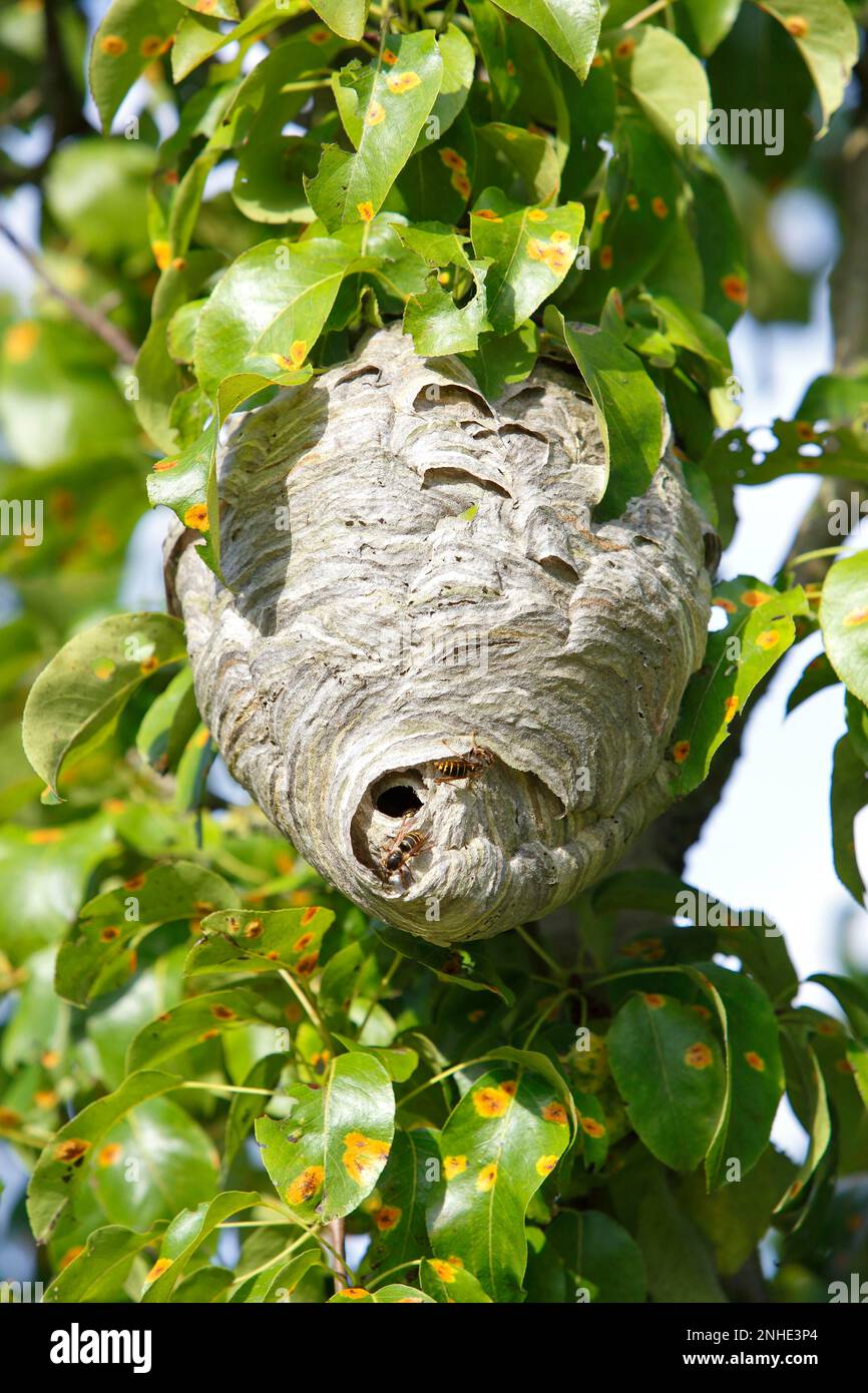 Vespa media o piccolo calabrone (Dolichovespula media), nido in un albero, Medium Elbe Biosphere Reserve, Dessau-Rosslau, Sassonia-Anhalt, Germania Foto Stock