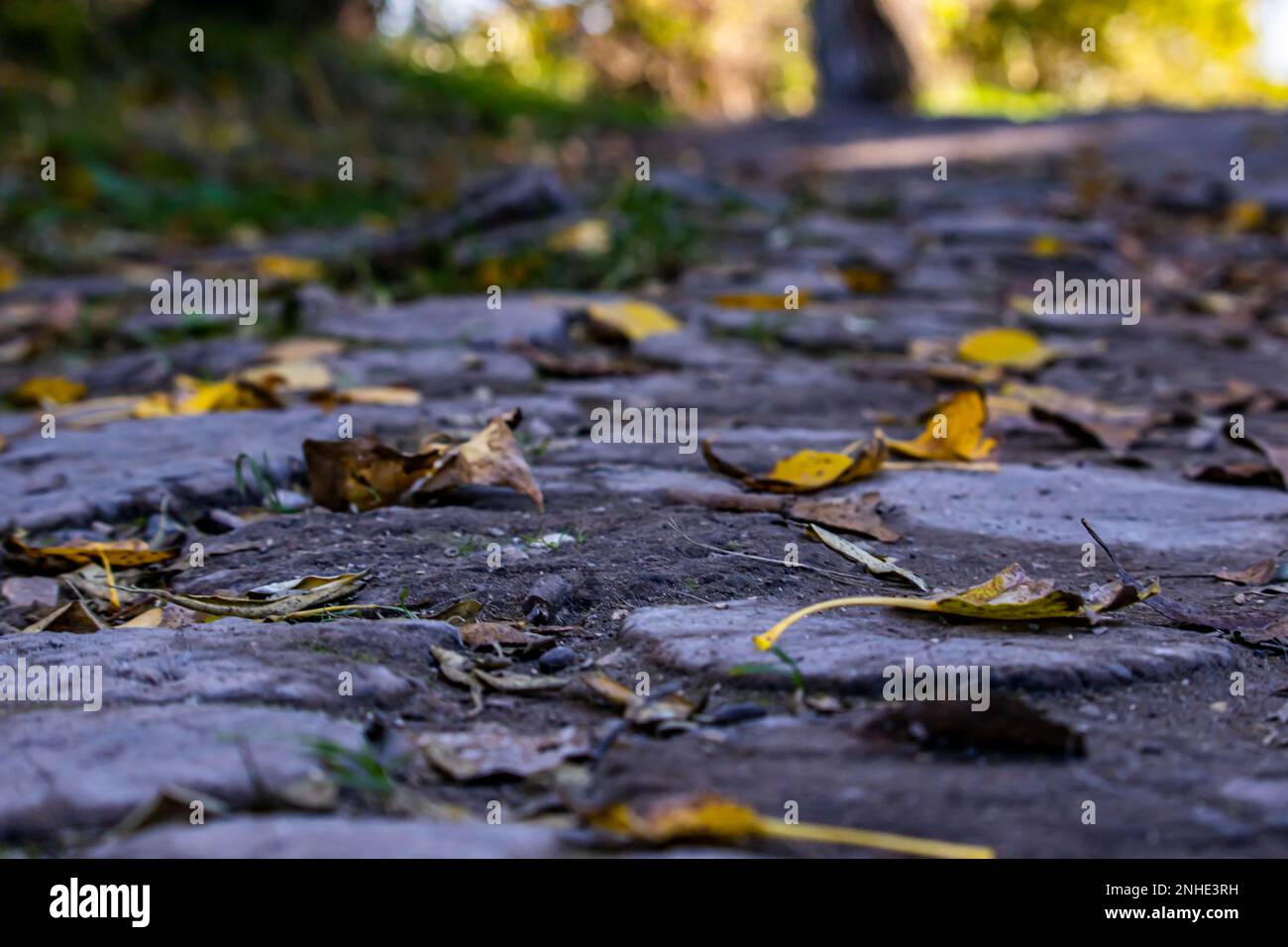 sentiero, sentiero in legno Foto Stock