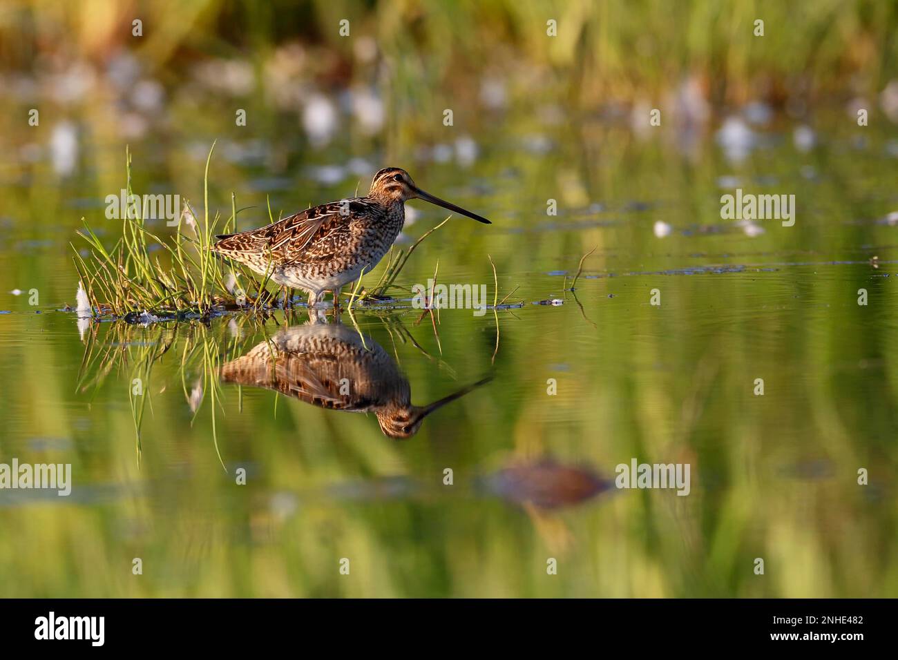 Snipe comune (Gallinago gallinago), foraggio animale in acqua, animale riflesso in acqua, Media Elbe Biosfera Riserva, Dessau-Rosslau Foto Stock