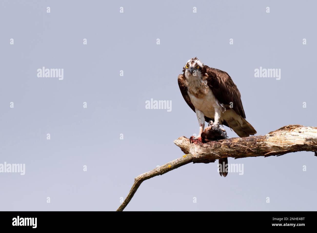 Falco pescatore occidentale (Pandion haliaetus) seduto con preda su un albero, Peene Valley River Parco naturale del paesaggio, Meclemburgo-Pomerania occidentale, Germania Foto Stock