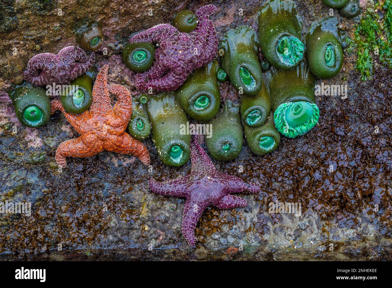 Anemoni di Ochre Sea Stars e Giant Green a Point of Arches, nell'Olympic National Park, Washington state, USA Foto Stock