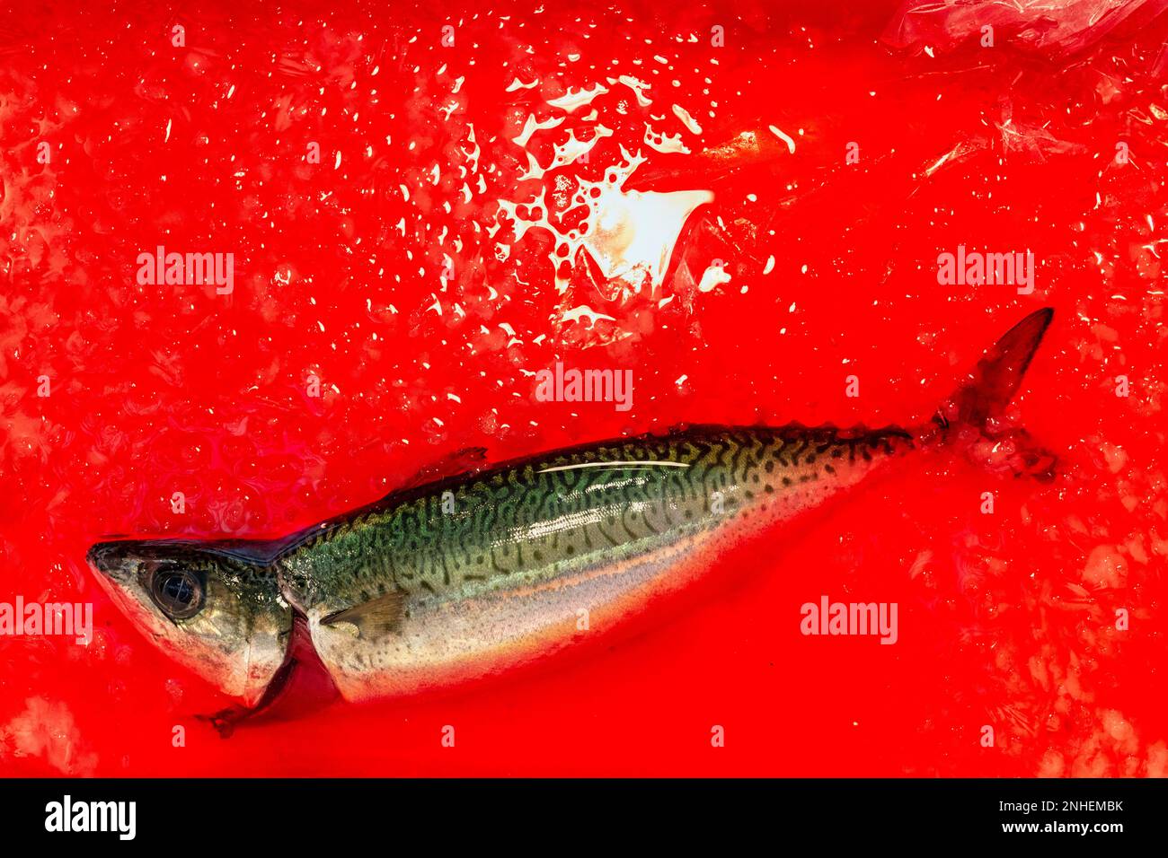 Tokyo Giappone. Mercato Del Pesce. Sgombro in acqua sanguinosa Foto Stock