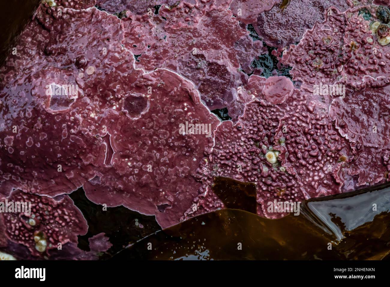 Crosta di roccia rosa, Lithothamnion spp, sulle scogliere di Point of Arches nell'Olympic National Park, Washington state, USA Foto Stock