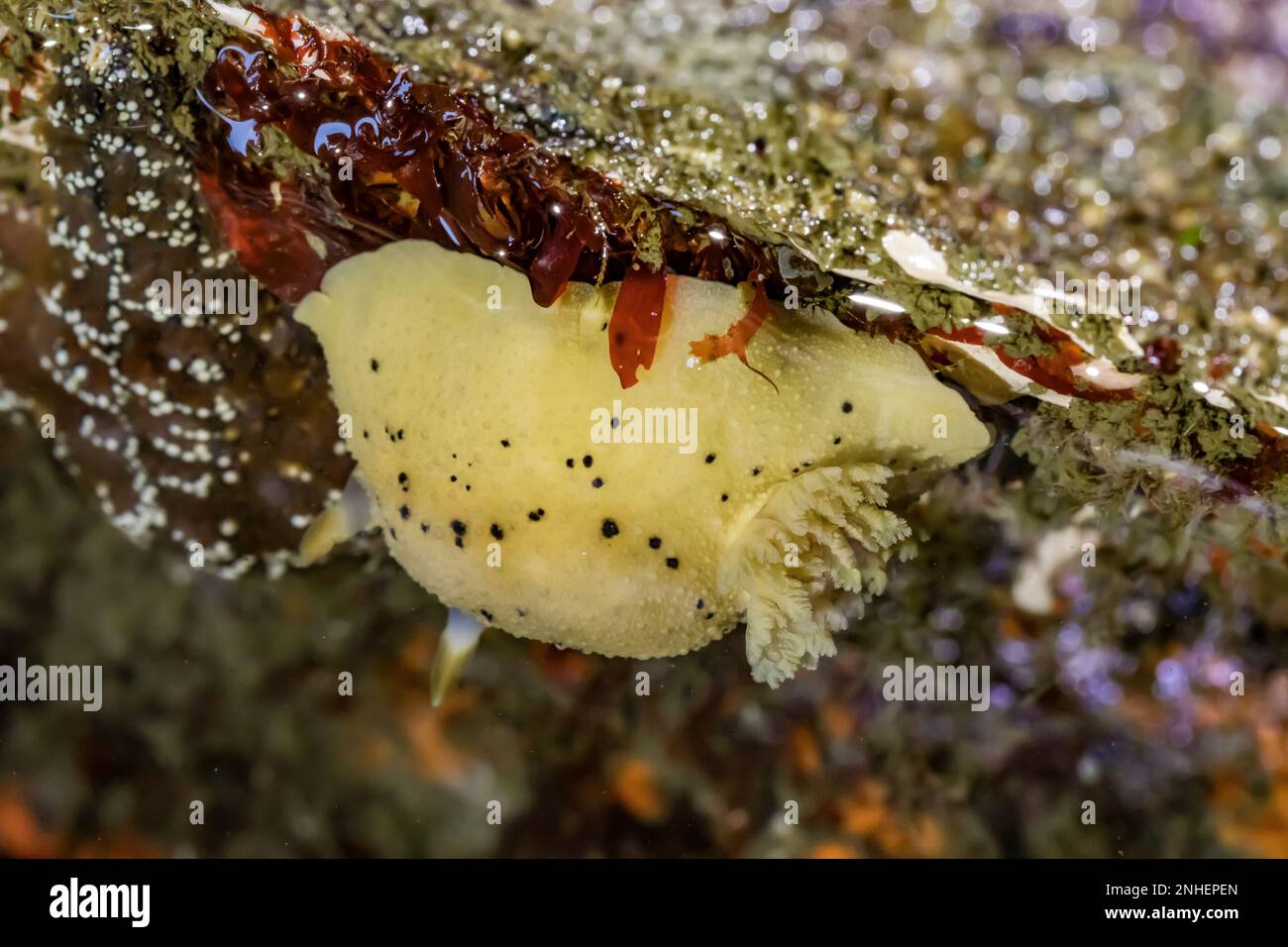 Monterey Dorid, Doris montereyensis, nella piscina marea di Point of Arhces, nell'Olympic National Park, Washington state, USA Foto Stock