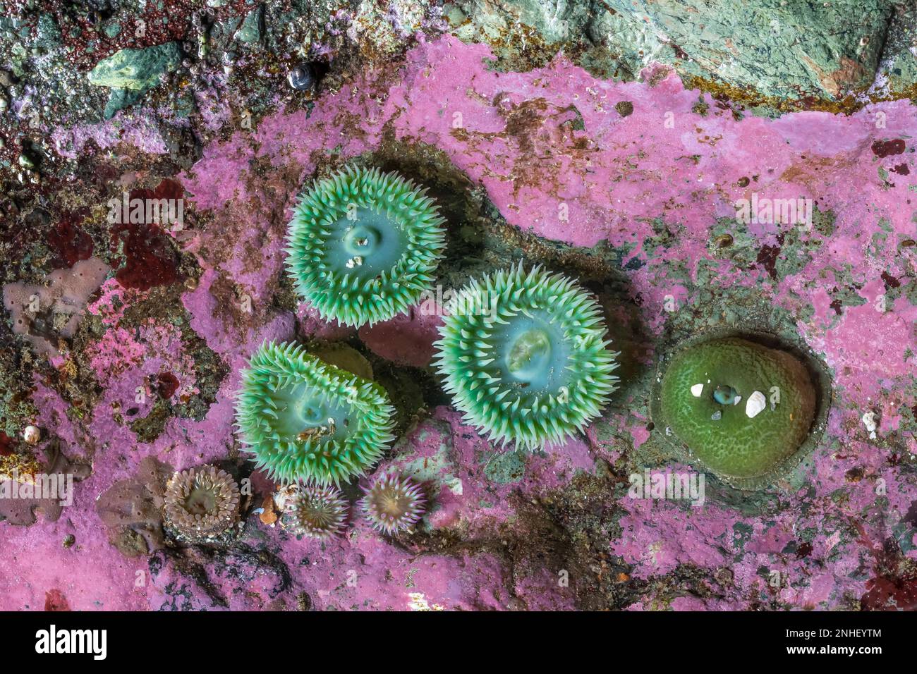 Anemoni verdi giganti, antopleura xanthogramica, a Point of Arches nel Parco Nazionale Olimpico, Washington state, USA Foto Stock