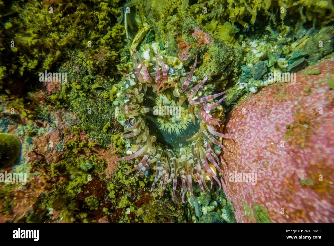 Sepolto Anemone Verde, Anthopleura artemisia, presso Point of Arches, nell'Olympic National Park, Washington state, USA Foto Stock