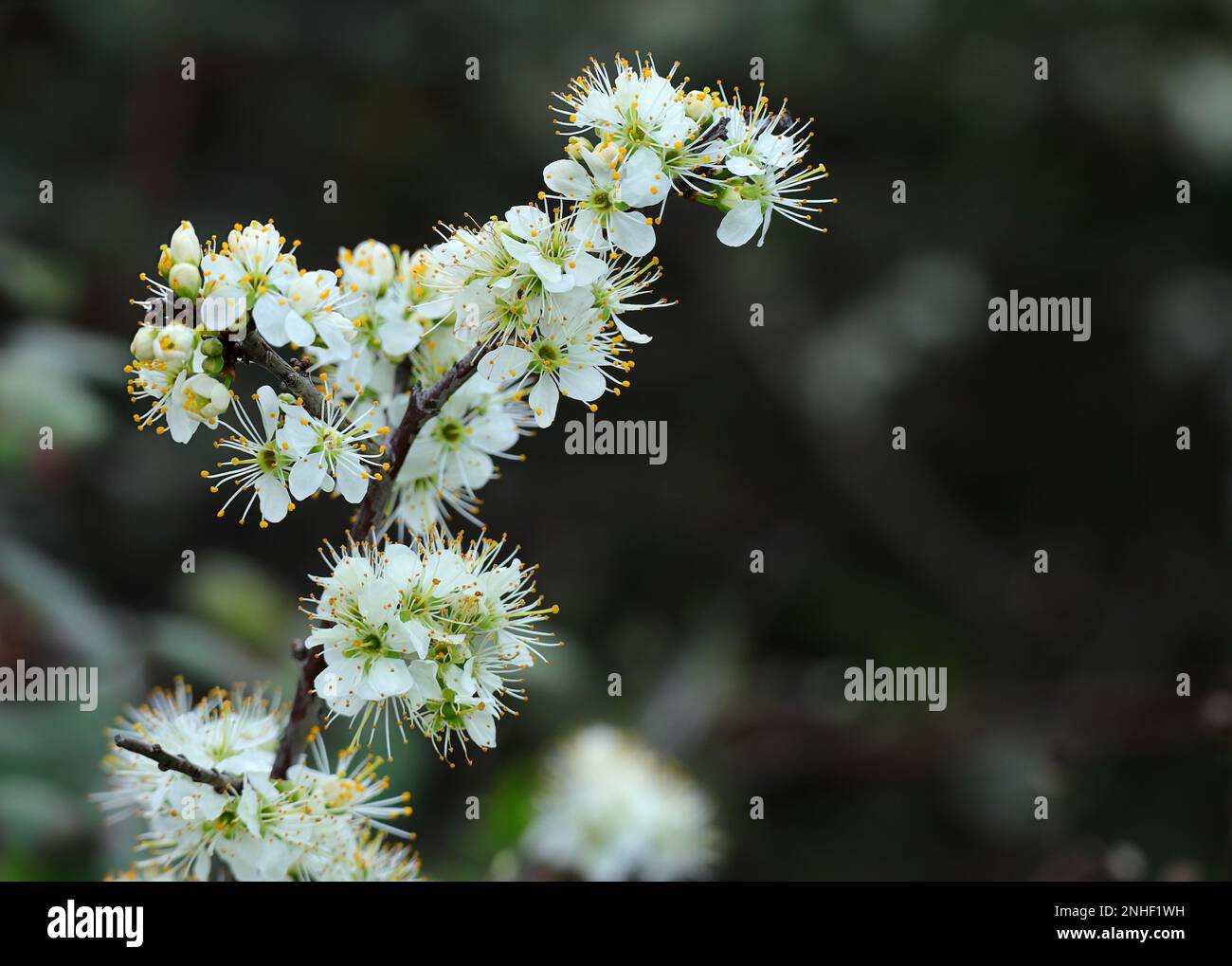 Particolare del cespuglio di biancospino in fiore. Prunus Spinosa. Messa a fuoco superficiale per effetto. Primavera - Sintra, Portogallo Foto Stock