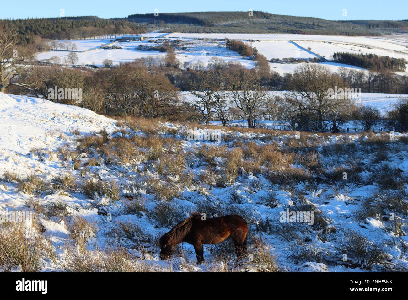 Exmoor pony pascolo in un paesaggio innevato con campi ondulati sullo sfondo Foto Stock