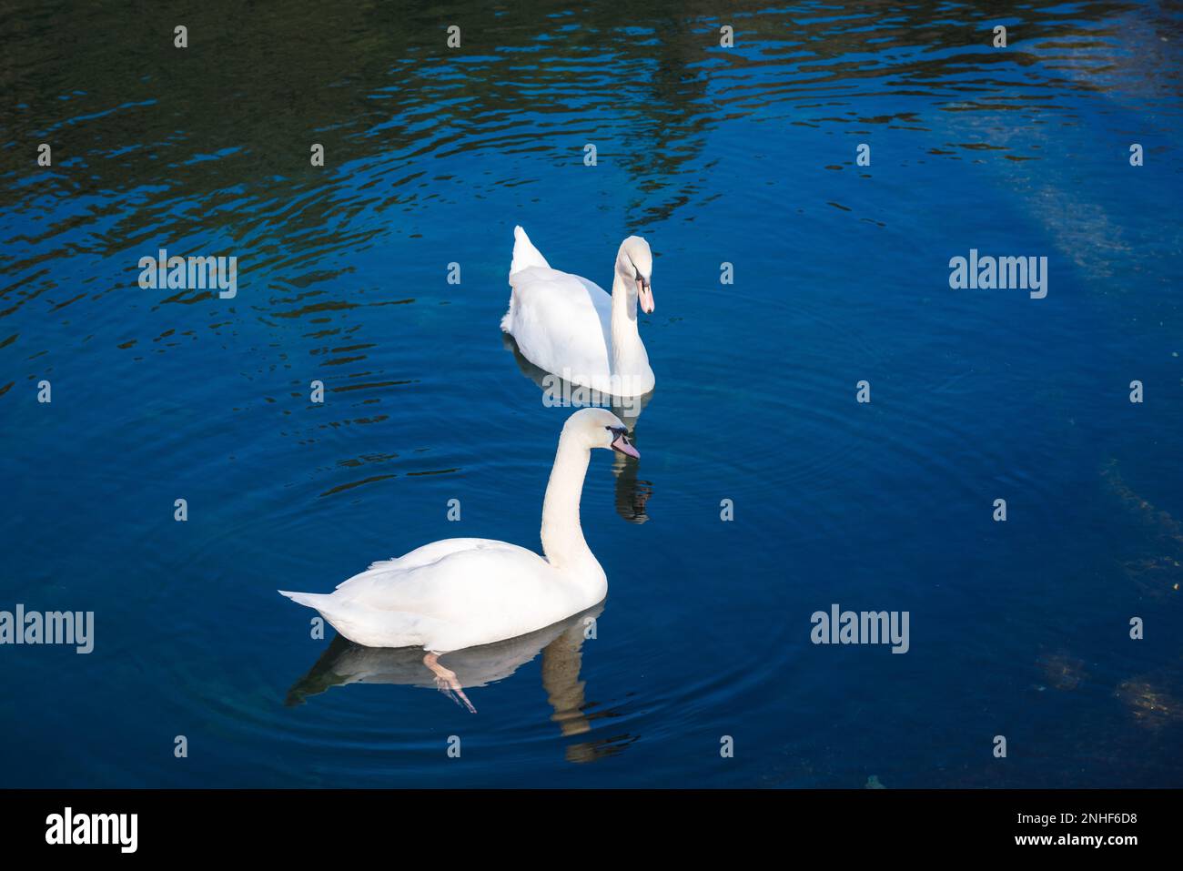 Due cigni bianchi in acqua Foto Stock