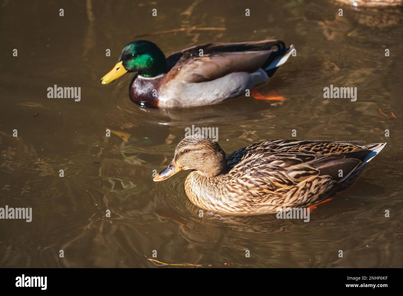 Due anatre in acqua Foto Stock
