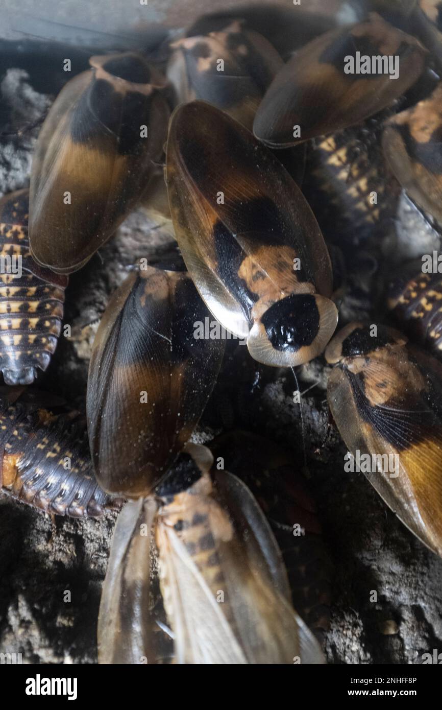 Molti bug neri e gialli con ali dettaglio primo piano Foto Stock