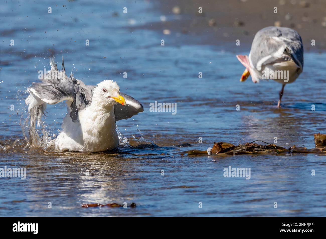 Western Gull, Larus occidentalis, bagno in ruscello sulla spiaggia di Shi Shi nel Parco Nazionale Olimpico, Washington state, USA Foto Stock