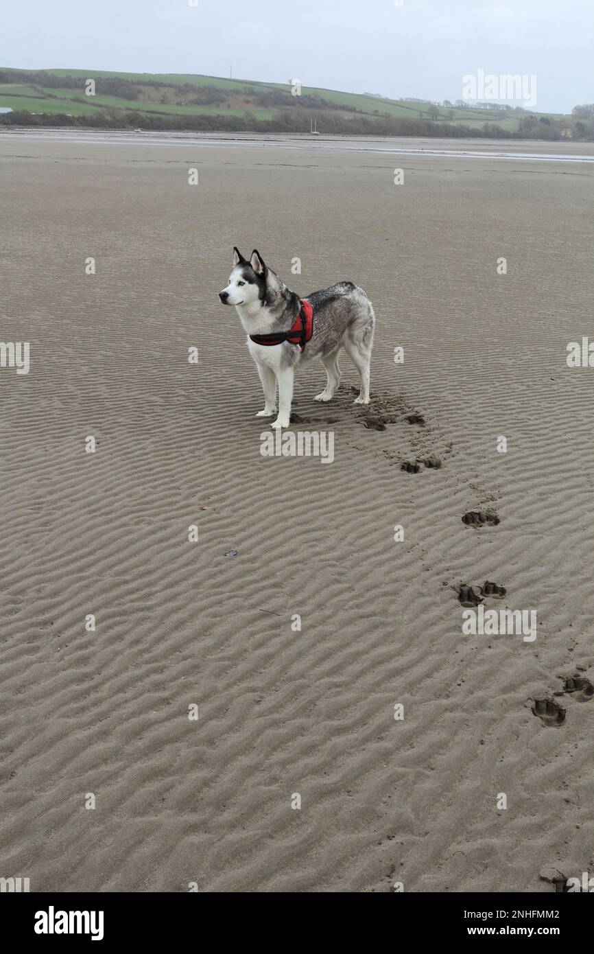 Husky Dog siberiano (famiglia genetica Spitz) fuori profilo laterale con impronte di zampe sulla spiaggia deserta del Galles cane dall'aspetto amichevole del Regno Unito Foto Stock