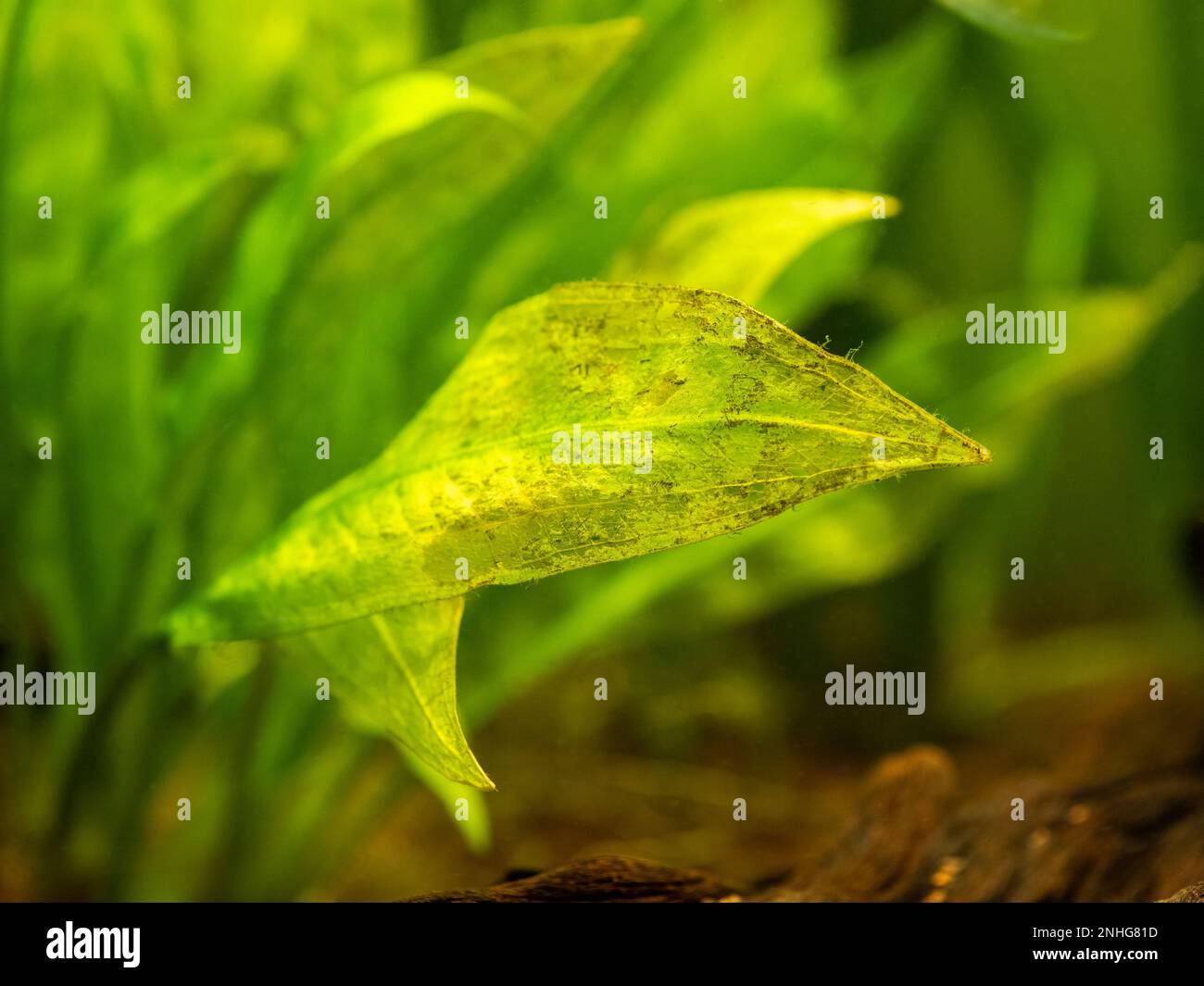 Fuoco selettivo di una foglia di spada di amazzonia (Echinodorus amazonicus) ingiallimento dovuto alla mancanza di nutrienti nell'acqua (carenza di azoto) Foto Stock