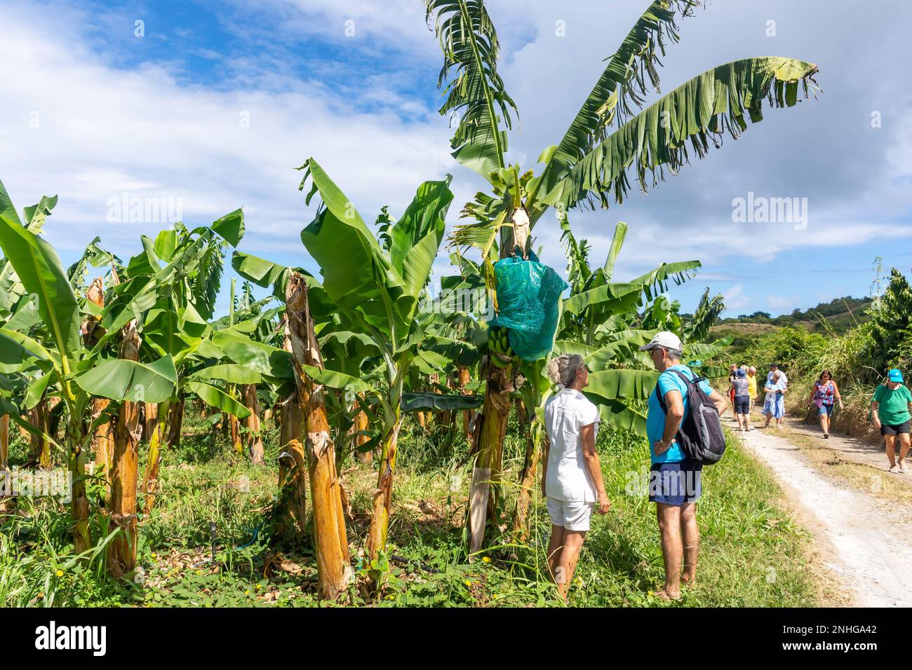 Tour di gruppo in visita a una piantagione di banane, Rivière-Salée, Martinica, piccole Antille, Caraibi Foto Stock