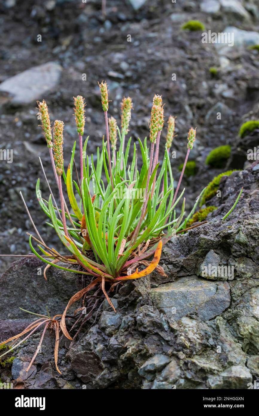 Seaside Plantain, Plantago maritima, su uno stack di mare a Point of Arches, nell'Olympic National Park, Washington state, USA Foto Stock